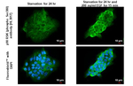 Phospho-RSK1 (Ser380) Recombinant Rabbit Monoclonal Antibody (HL3817)