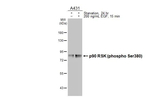 Phospho-RSK1 (Ser380) Antibody in Western Blot (WB)