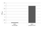 Phospho-MEK1/MEK2 (Ser217, Ser221) Antibody in ELISA (ELISA)