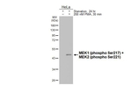 Phospho-MEK1/MEK2 (Ser217, Ser221) Antibody in Western Blot (WB)
