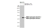 Phospho-MEK1/MEK2 (Ser217, Ser221) Recombinant Rabbit Monoclonal Antibody (HL4054)