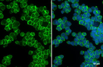CD43 Antibody in Immunocytochemistry (ICC/IF)