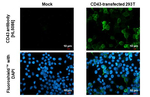 CD43 Recombinant Rabbit Monoclonal Antibody (HL5086)