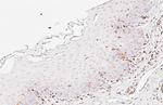 CD43 Antibody in Immunohistochemistry (Paraffin) (IHC (P))