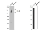 CD43 Antibody in Western Blot (WB)