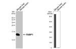 FABP1 Antibody in Western Blot (WB)
