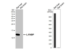 FABP1 Antibody in Western Blot (WB)