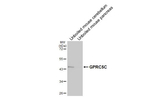GPRC5C Recombinant Rabbit Monoclonal Antibody (HL5446)