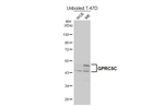 GPRC5C Antibody in Western Blot (WB)