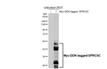 GPRC5C Antibody in Western Blot (WB)