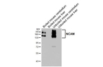 CD56 Antibody in Western Blot (WB)