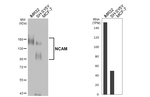 CD56 Antibody in Western Blot (WB)
