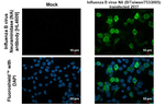 Influenza B NA Recombinant Rabbit Monoclonal Antibody (HL4609)