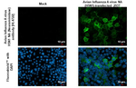 Avian Influenza H5N1 Neuraminidase Recombinant Rabbit Monoclonal Antibody (HL4722)