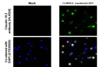 Claudin 18.2 Recombinant Rabbit Monoclonal Antibody (HL5024)