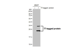 T7 Tag Recombinant Rabbit Monoclonal Antibody (HL4605)