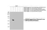 Avian Influenza H5N1 Neuraminidase Recombinant Rabbit Monoclonal Antibody (HL4724)
