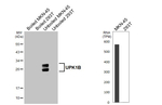UPK1B Antibody in Western Blot (WB)