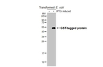 GST Tag Antibody in Western Blot (WB)