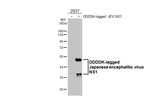 Japanese Encephalitis Virus NS1 Recombinant Rabbit Monoclonal Antibody (HL4792)