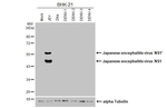 Japanese Encephalitis Virus NS1 Antibody in Western Blot (WB)