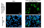 Lassa virus RING finger protein Z Recombinant Rabbit Monoclonal Antibody (HL4801)