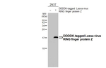 Lassa virus RING finger protein Z Antibody in Western Blot (WB)