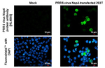 PRRS Virus Nsp4 Protein Recombinant Rabbit Monoclonal Antibody (HL4840)