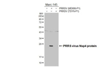 PRRS Virus Nsp4 Protein Antibody in Western Blot (WB)