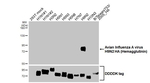 Influenza A H9N2 HA Recombinant Rabbit Monoclonal Antibody (HL4873)