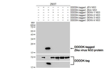 Zika Virus NS3 Antibody in Western Blot (WB)