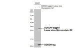 Lassa Virus Glycoprotein G2 Recombinant Rabbit Monoclonal Antibody (HL4881)