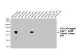 AAV1/6 Virus VP1/2/3 Recombinant Rabbit Monoclonal Antibody (HL4908)