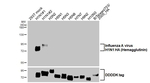 Influenza A H1N1 HA Recombinant Rabbit Monoclonal Antibody (HL4914)