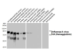 Influenza A H1N1 HA Antibody in Western Blot (WB)