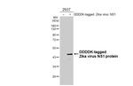 Zika Virus NS1 Antibody in Western Blot (WB)
