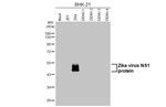 Zika Virus NS1 Antibody in Western Blot (WB)
