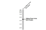 Yellow Fever Virus NS1 Recombinant Rabbit Monoclonal Antibody (HL4923)