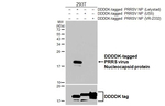 PRRS Virus Nucleocapsid Protein Recombinant Rabbit Monoclonal Antibody (HL4927)