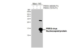 PRRS Virus Nucleocapsid Protein Antibody in Western Blot (WB)