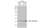 SLC7A11 Recombinant Rabbit Monoclonal Antibody (HL4928)