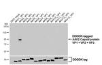 AAV2 Virus VP1/2/3 Recombinant Rabbit Monoclonal Antibody (HL4940)