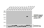 AAV11 Virus VP1/2/3 Recombinant Rabbit Monoclonal Antibody (HL4942)