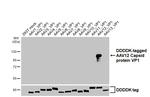 AAV12 Virus VP1/2/3 Recombinant Rabbit Monoclonal Antibody (HL4943)