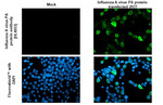 Influenza A PA Recombinant Rabbit Monoclonal Antibody (HL4953)