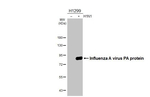 Influenza A PA Antibody in Western Blot (WB)
