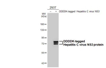 Hepatitis C Virus NS3 Recombinant Rabbit Monoclonal Antibody (HL4959)