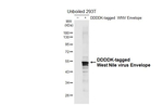 West Nile Virus Envelope Recombinant Rabbit Monoclonal Antibody (HL4963)