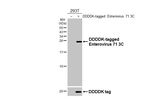 Enterovirus 71 3C Recombinant Rabbit Monoclonal Antibody (HL4973)