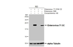 Enterovirus 71 3C Antibody in Western Blot (WB)